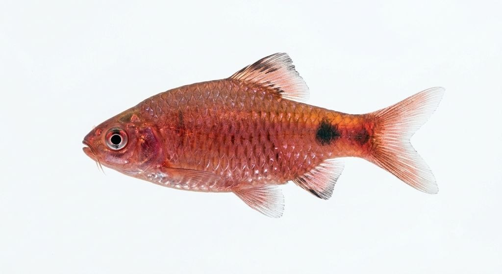 Rosy Barb